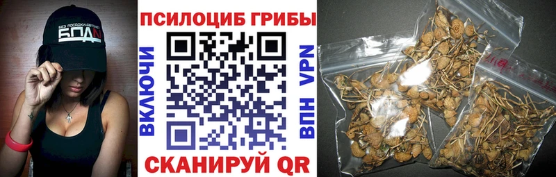 где продают   Бердск  Псилоцибиновые грибы Cubensis 